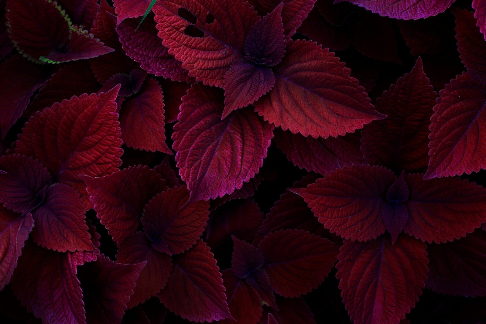 red flowers with green leaves