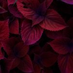 red flowers with green leaves