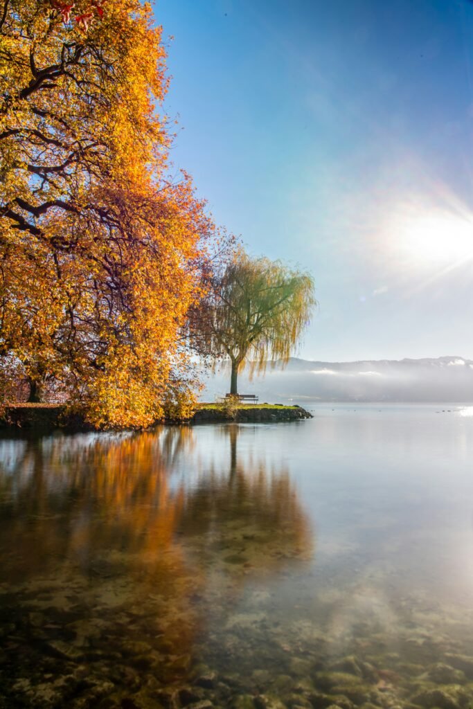 a body of water with trees around it